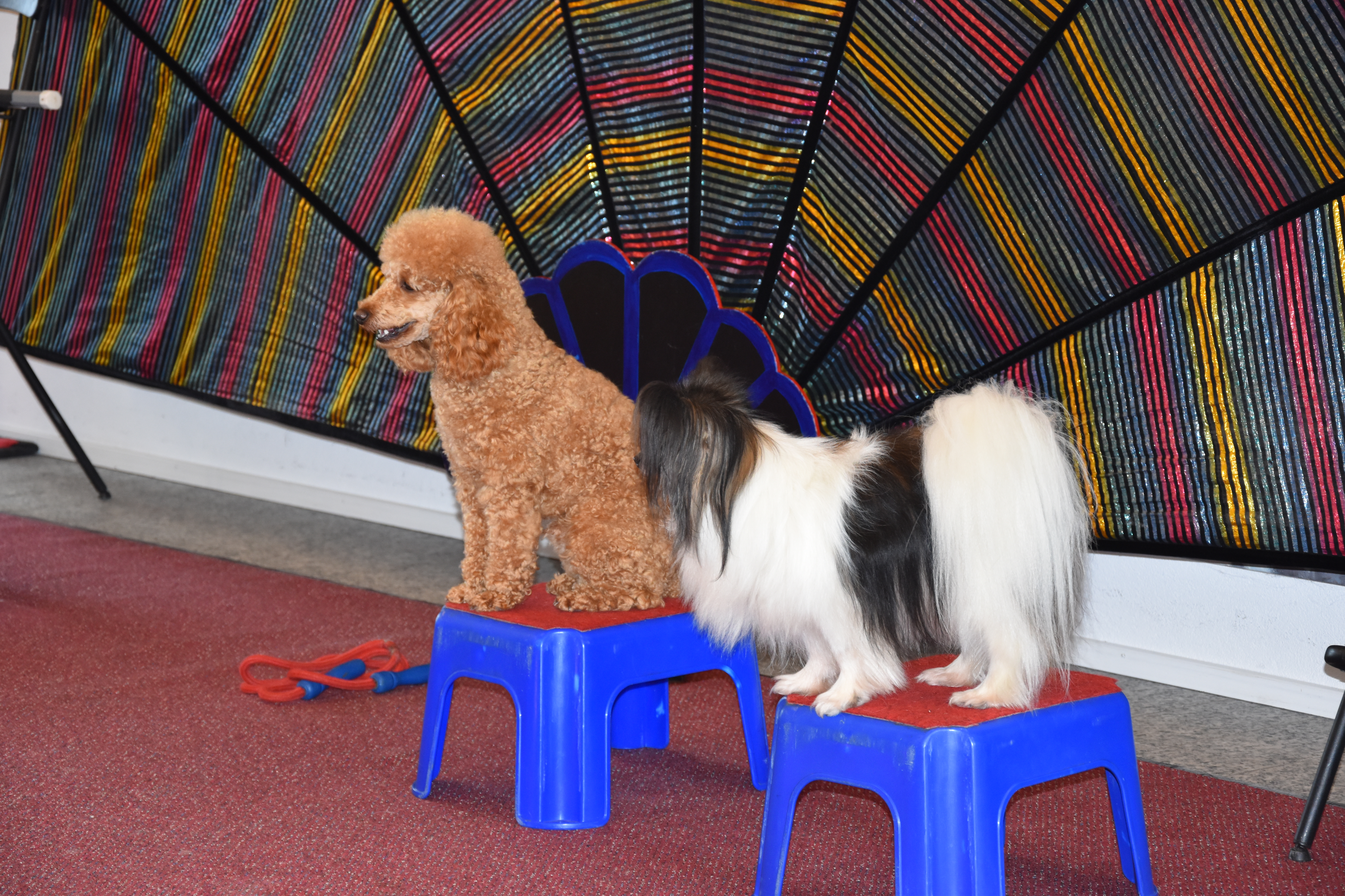 Valentinos Traumtheater 13.03.24